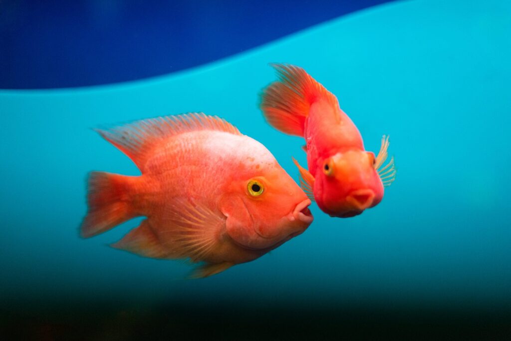 come comunicano i pesci