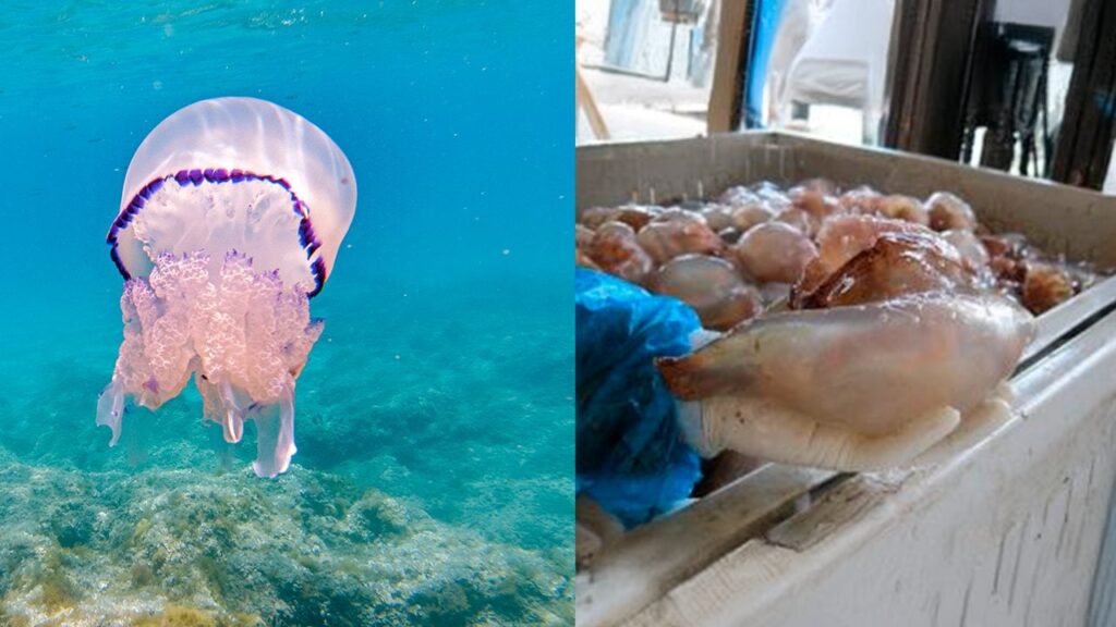 meduse commestibili perche non ancora