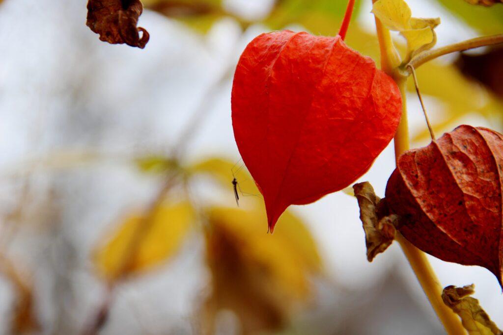 zanzare autunno inverno