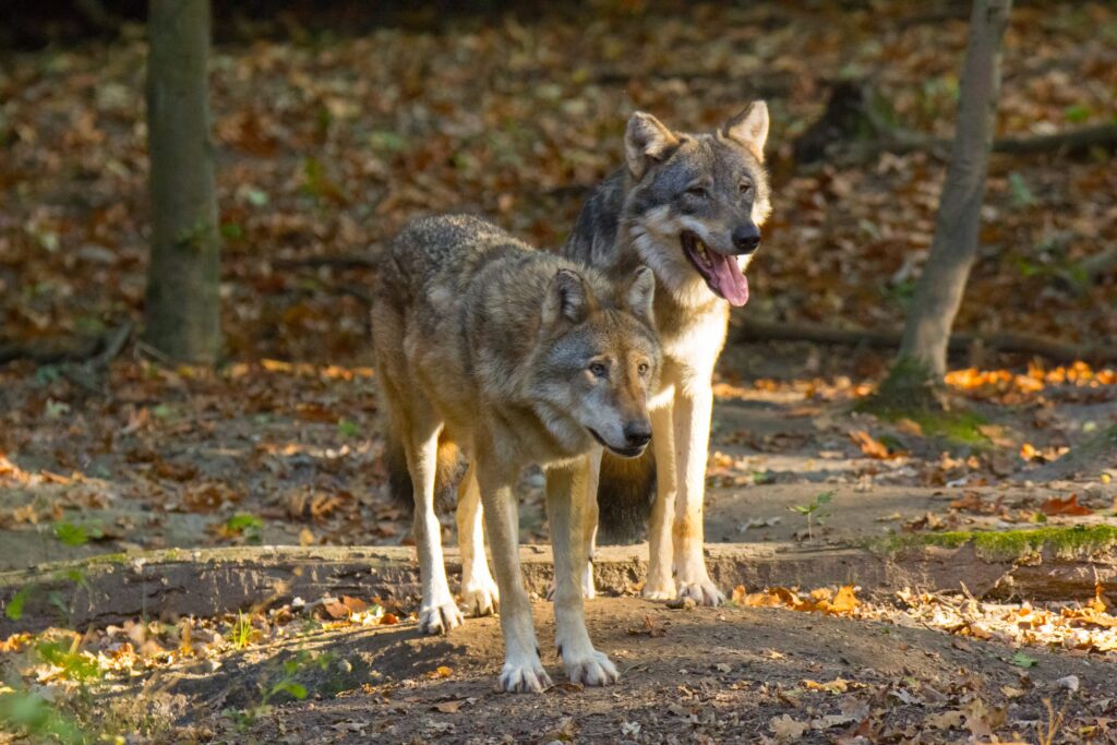 Lupi specie protetta