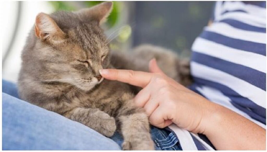 How Long Does It Take For A Cat To Forget Its Owner