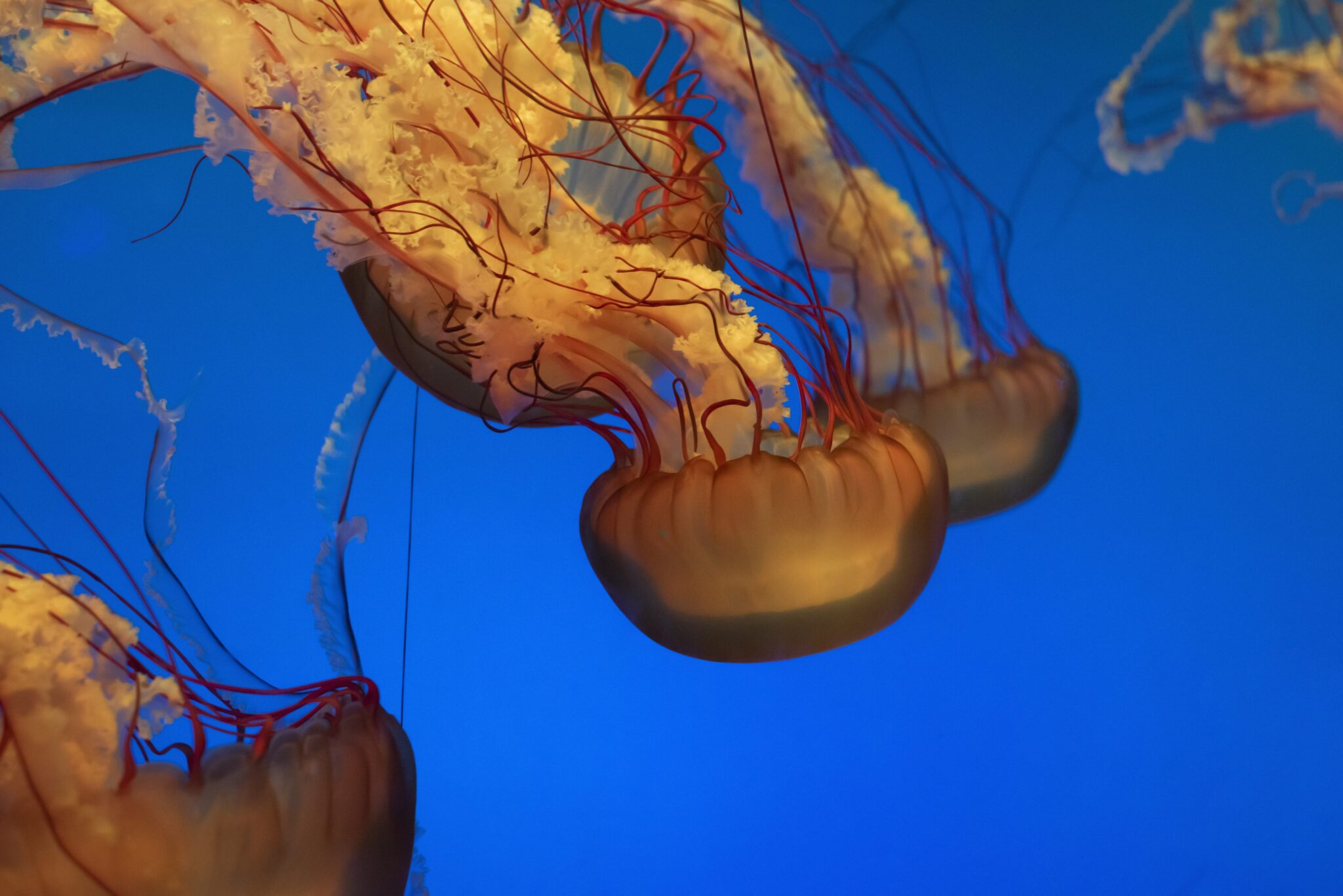 View of What do the jellyfish eat and how do they digest? How their ...