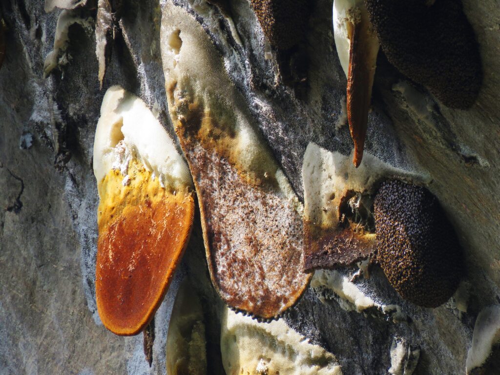 Miele pazzo Himalaya