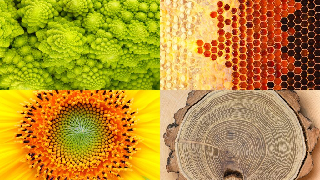 la matematica in natura