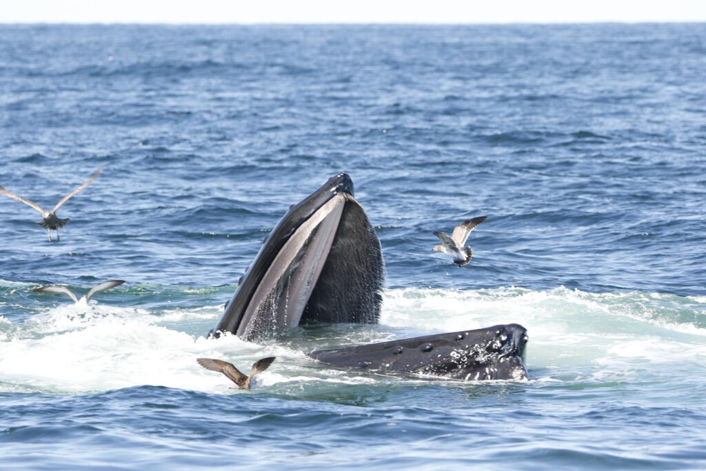 Balena kayaker inghiottito