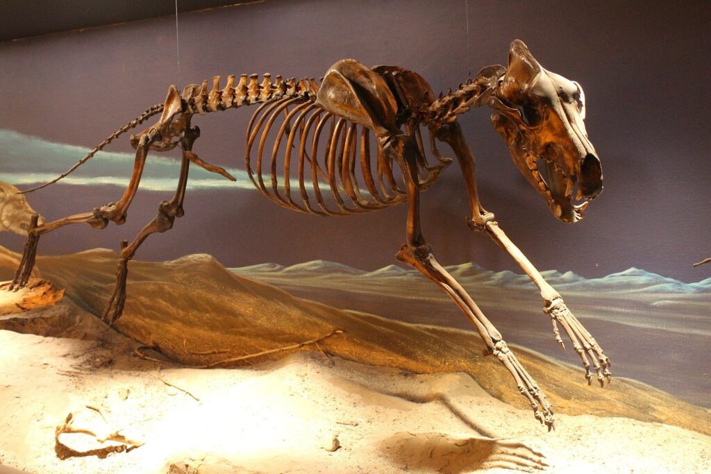 Aenocyon_dirus