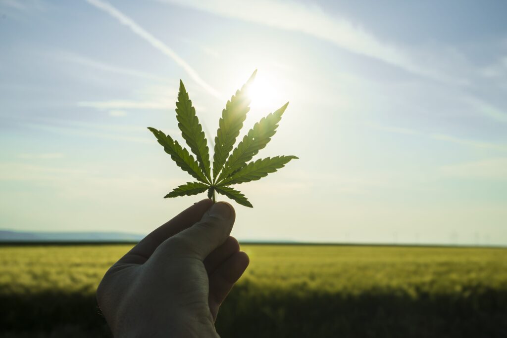 cannabis