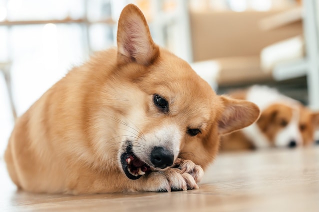 biting dogs dogs