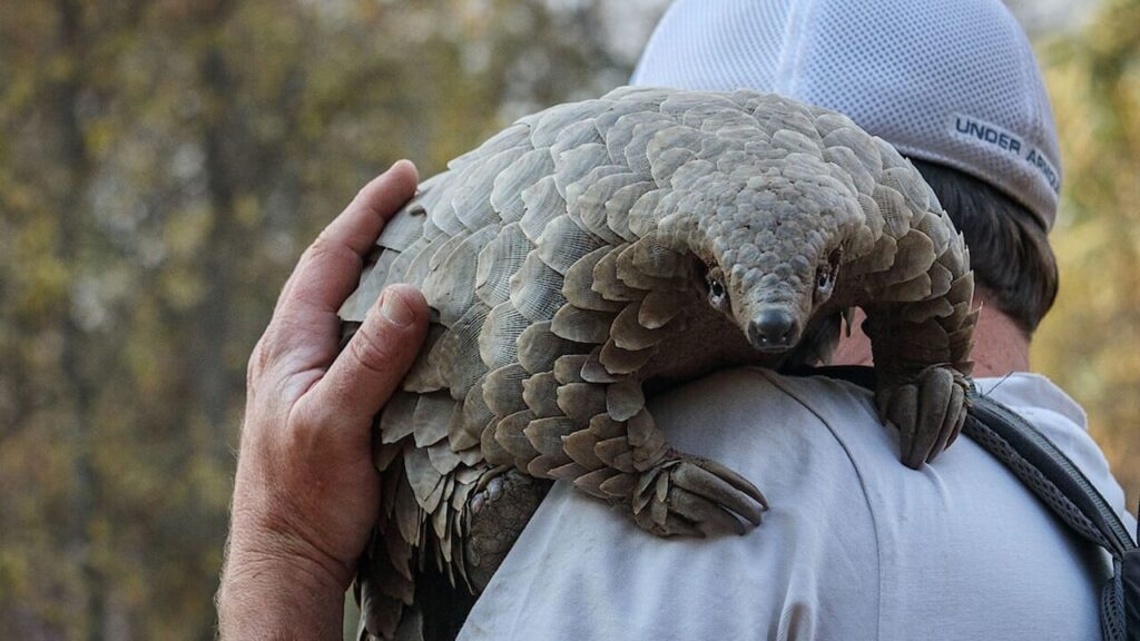 Pangolin, on Netflix a documentary dedicated to pangolins by an Oscar -winning director: when it comes out