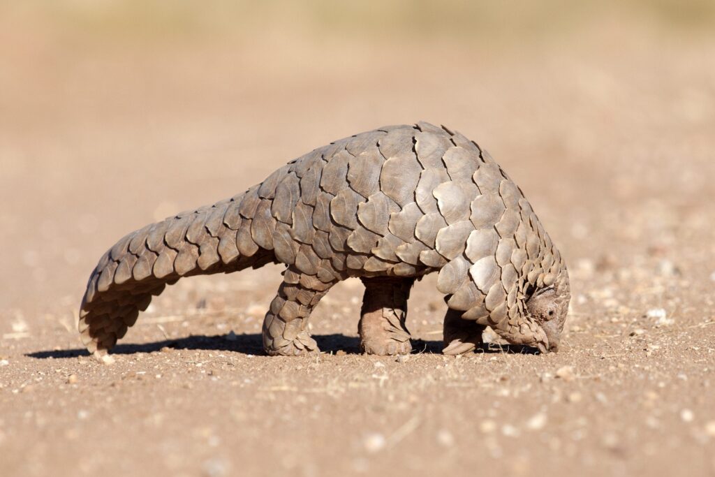 pangolino