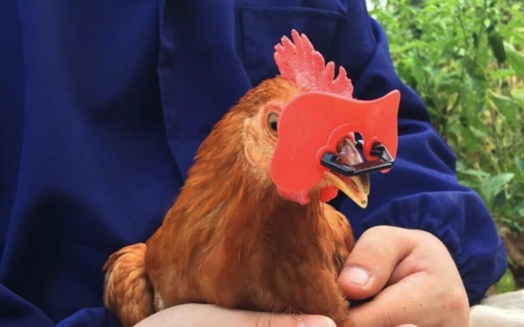 occhiali galline