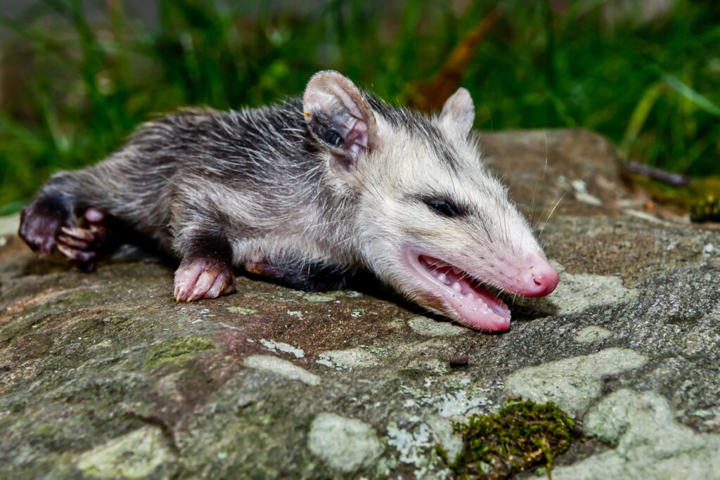 opossum animali si fingono morti