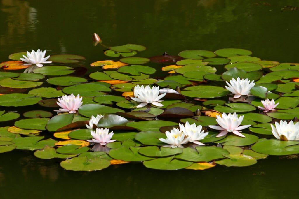 lago ninfee indovinello