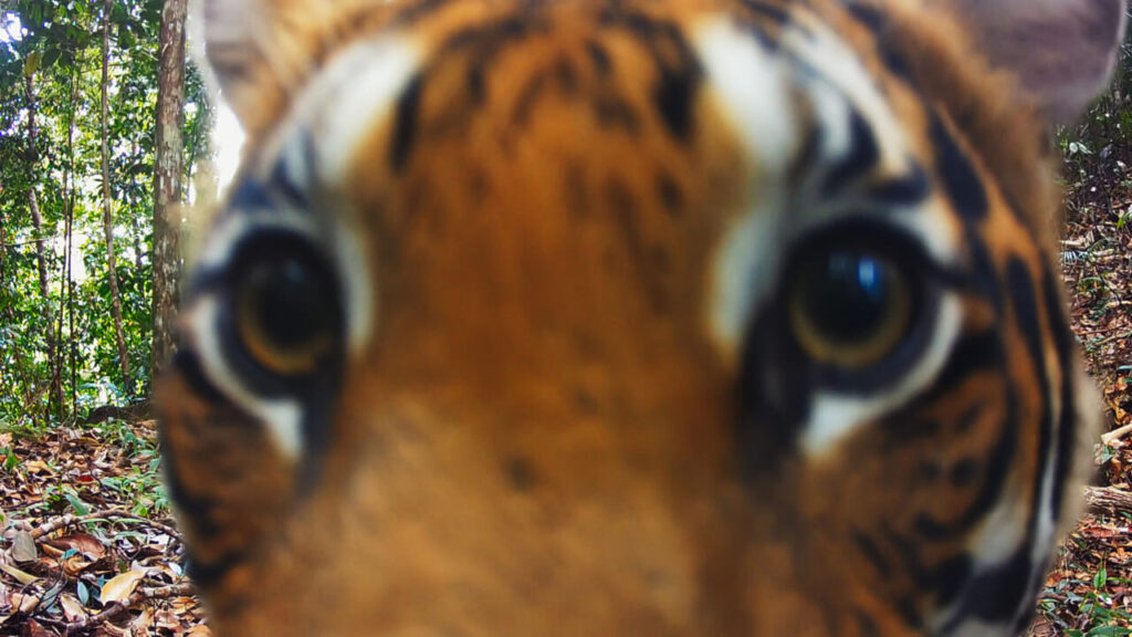 The Wild Ones: trailer and release date of the Apple TV documentary+ between tigers, whales and rhinos