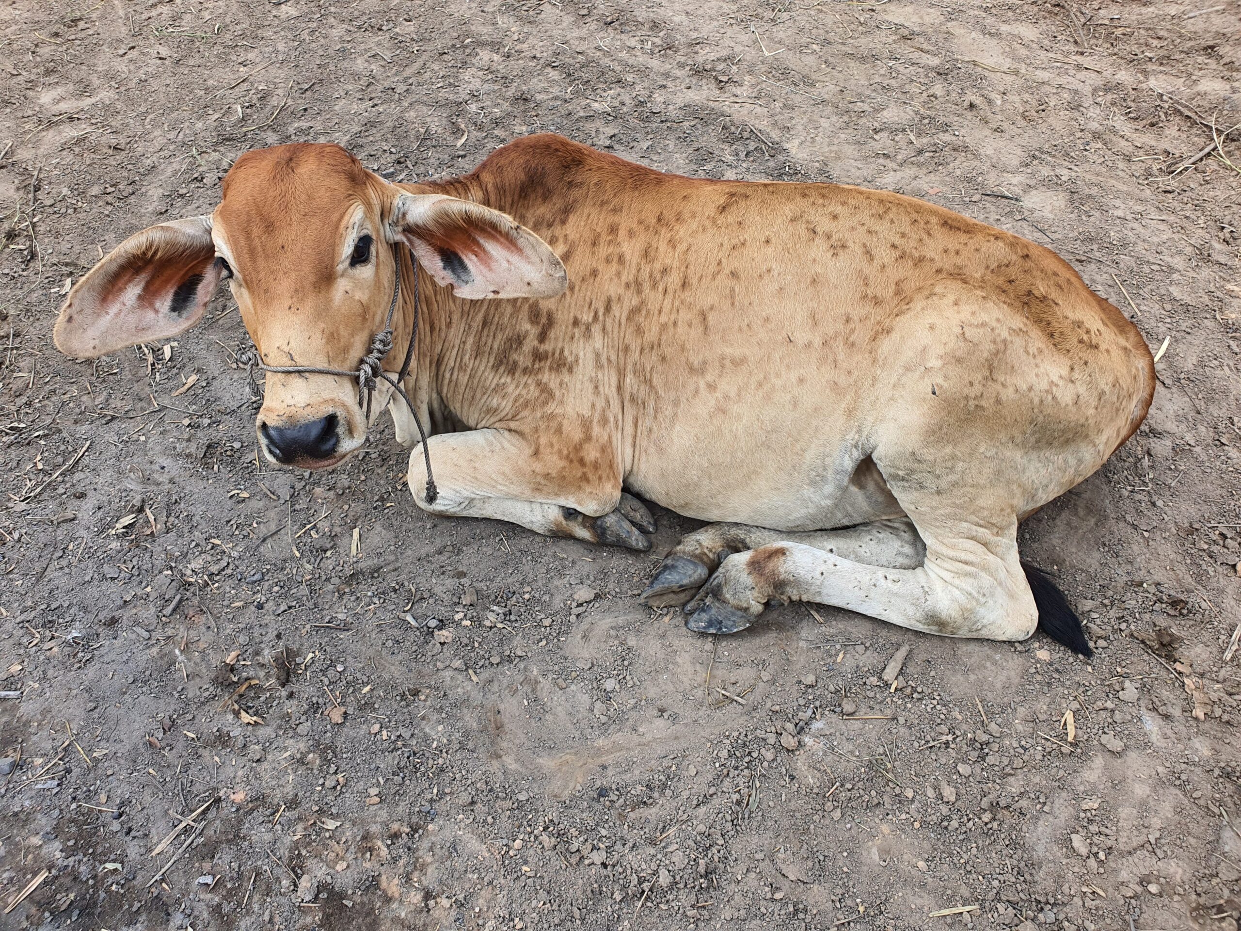 dermatite nodulare bovina