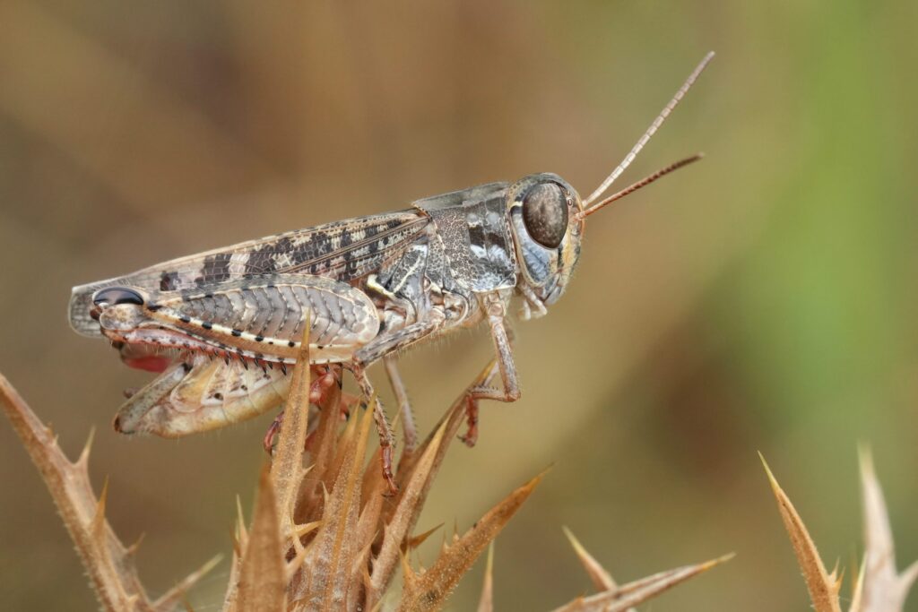 cavallette invasione emilia romagna