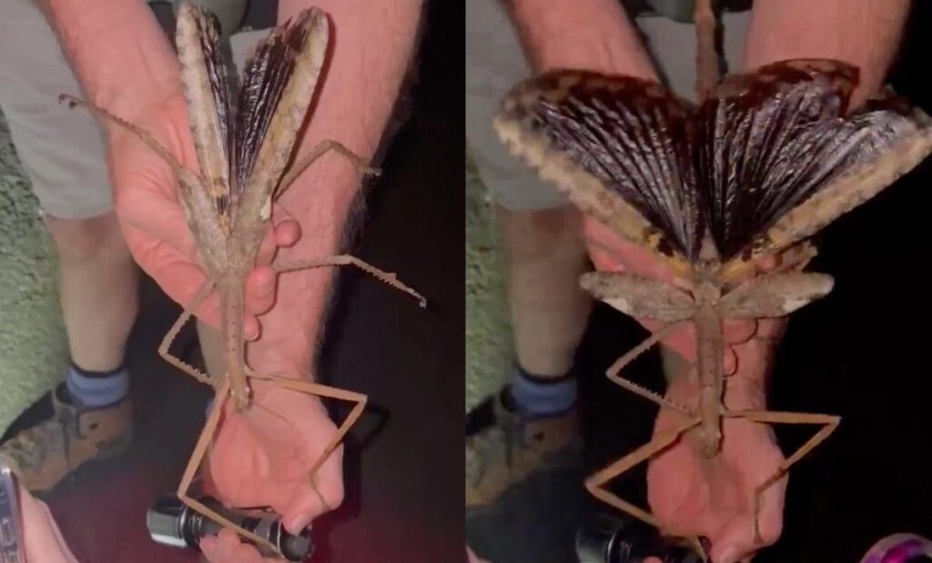 insetto stecco gigante thumb