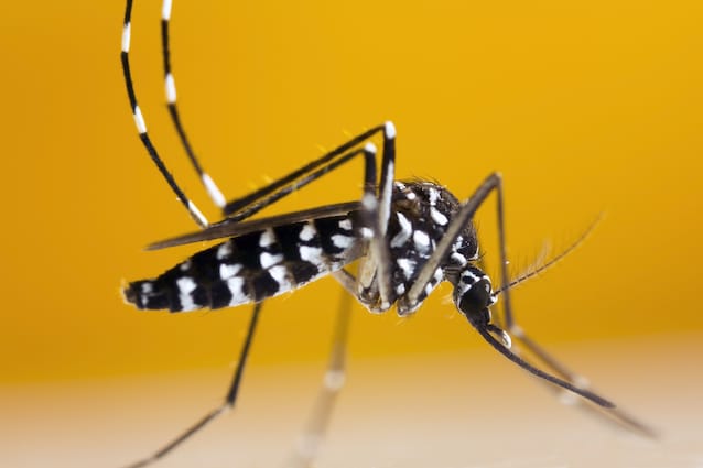 Aedes albopictus tiger mosquito