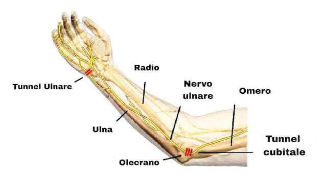 ulnar nerve
