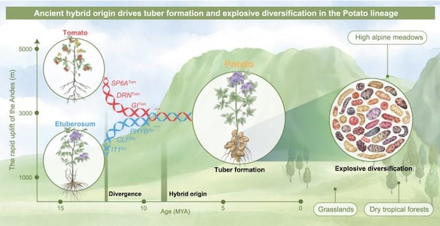 Hybridization potatoes from tomatoes