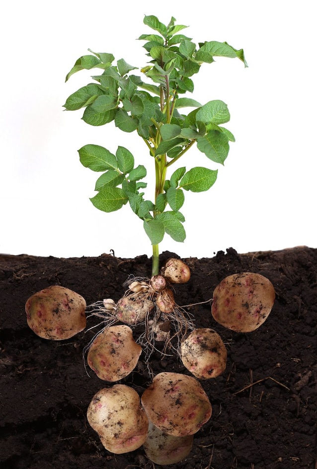 Stoolons potato with tubers