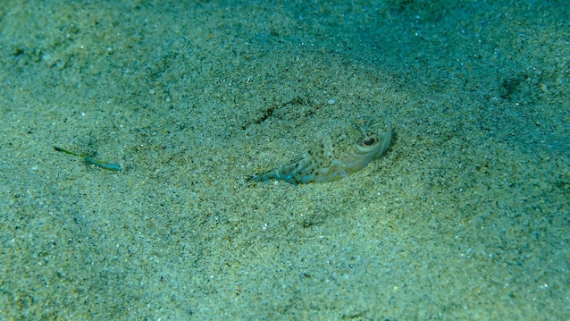 hidden pound in the seabed