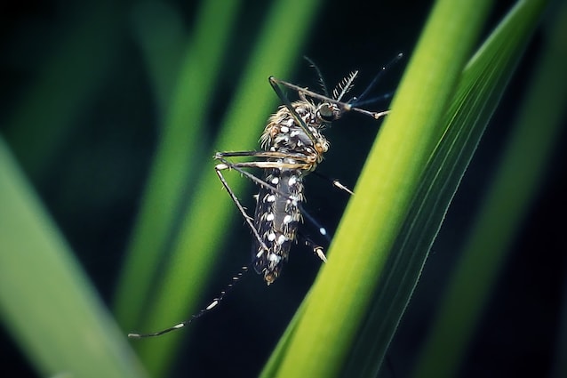Male mosquito pollination