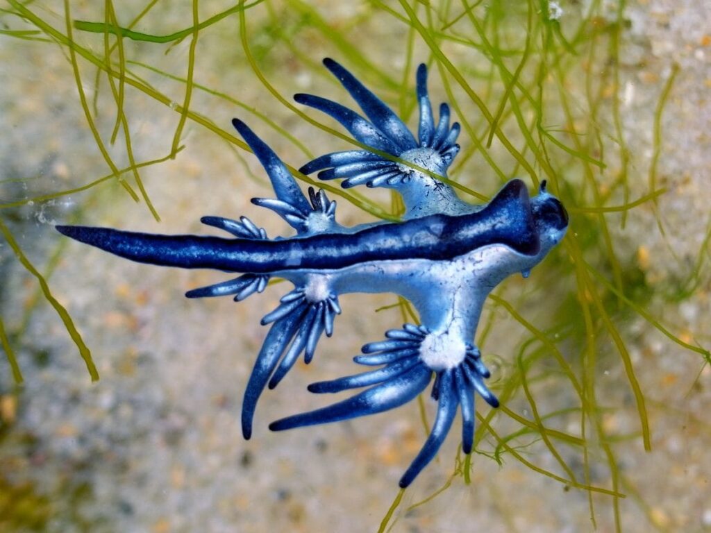 drago-blu-velenoso-spiagge