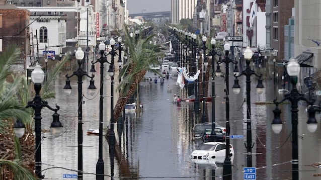 New Orleans Breed Katrina