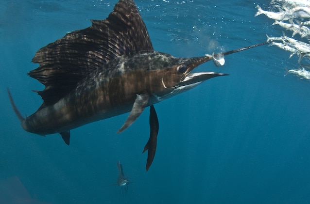 sailfish