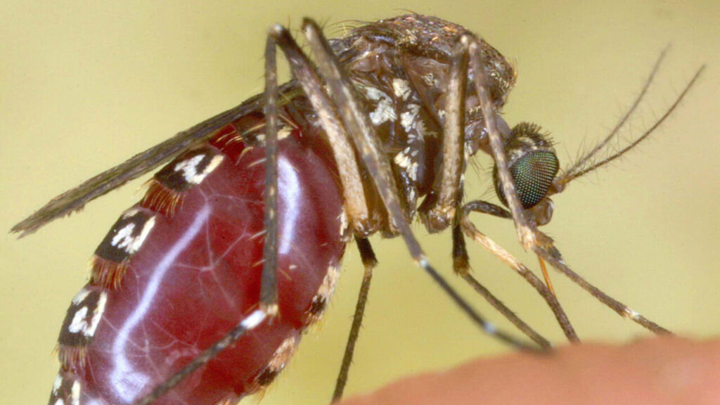 Fear of mosquitoes? What's true and what doesn't