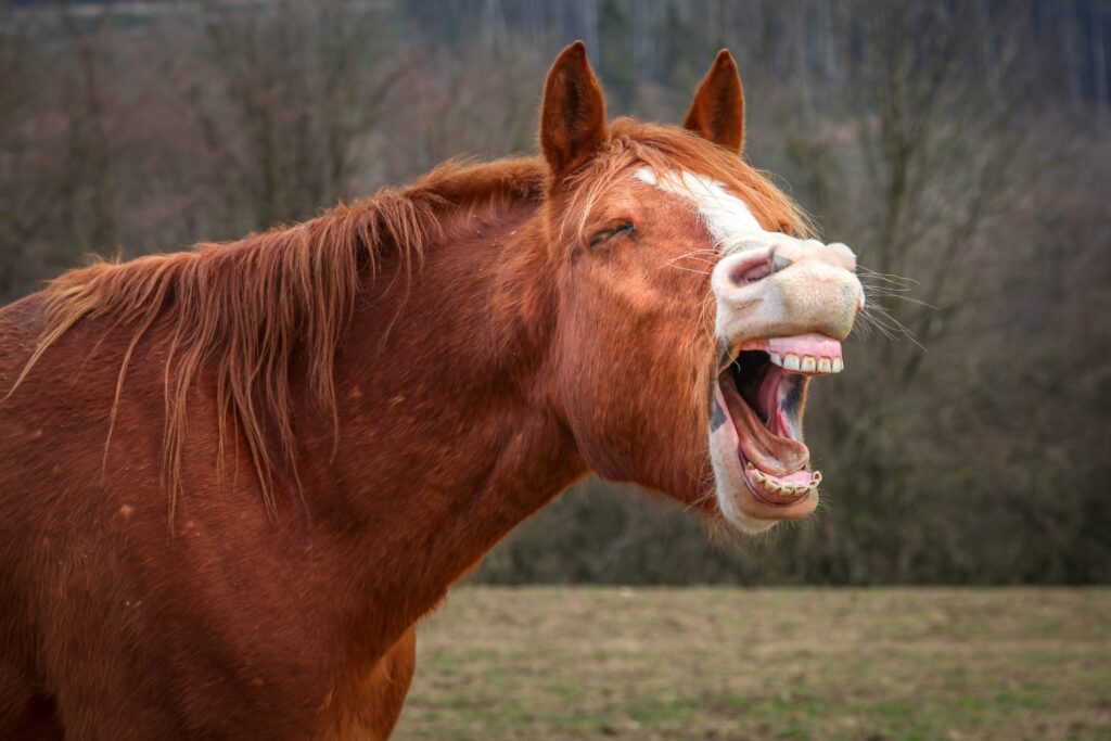 cavallo