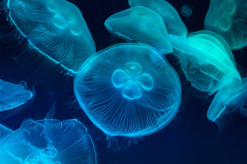 meduse
