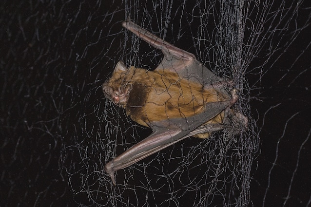 capture bats