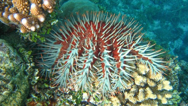 Stella Marina Crown of coral thorns