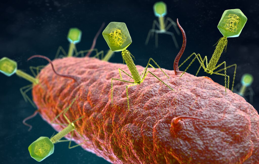 Products the first synthetic viruses that kill bacteria with the help of AI: the details of the Evo model