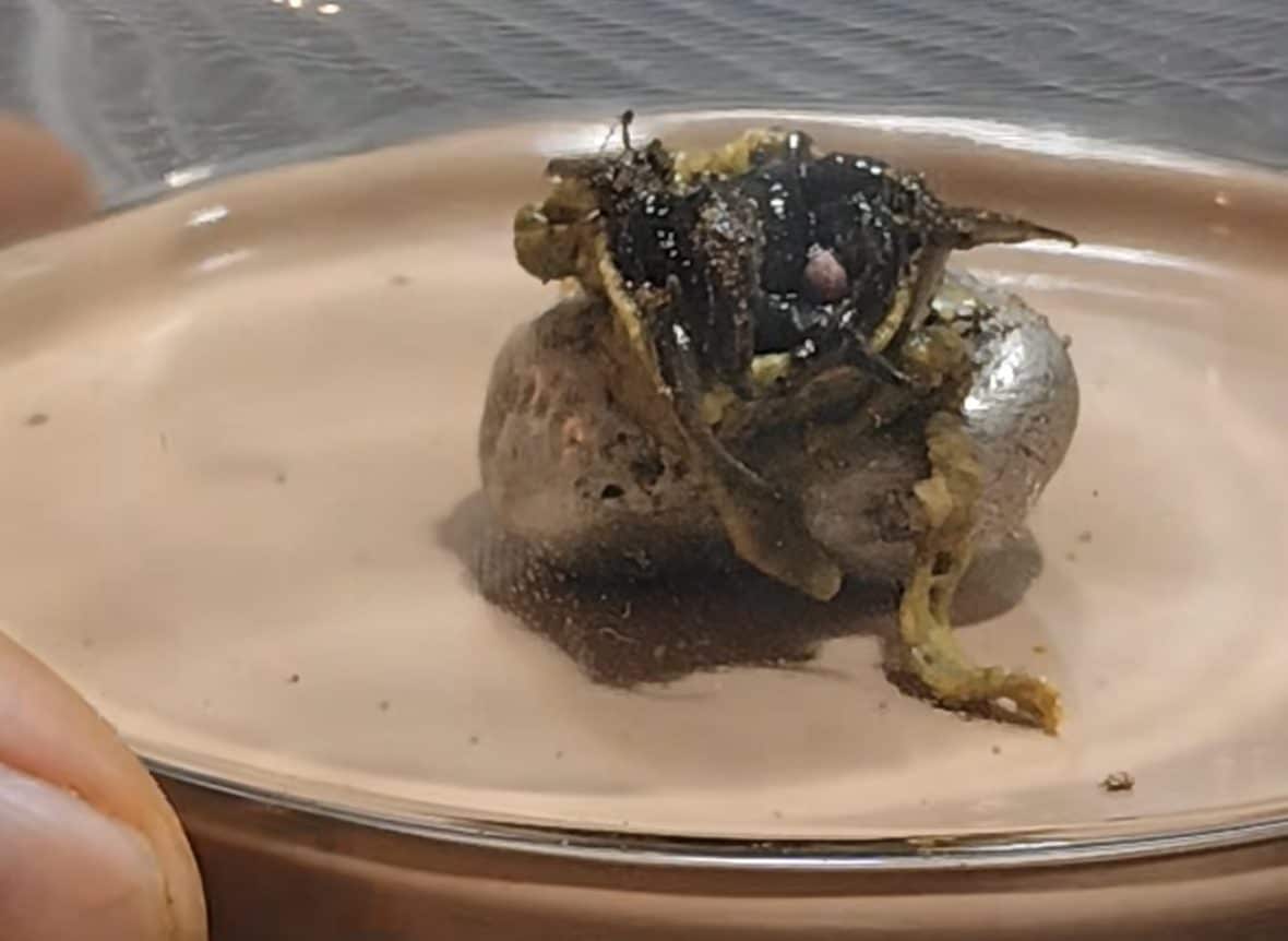 The viral video of the Panama alien makes us understand how to recognize hoaxes: there is a scientific explanation