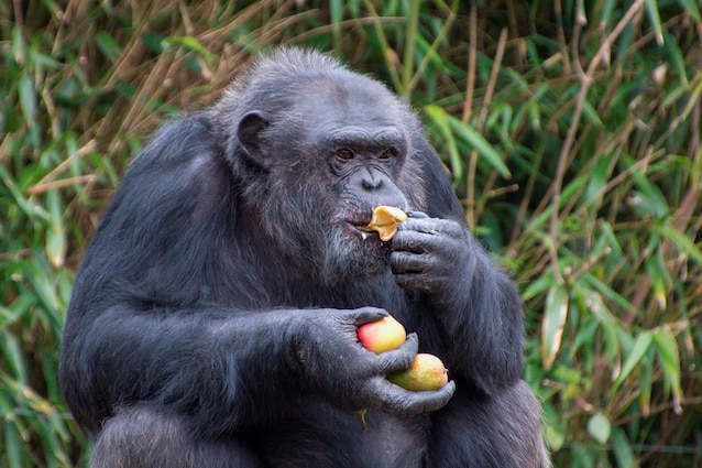 chimpanzee eats fruit