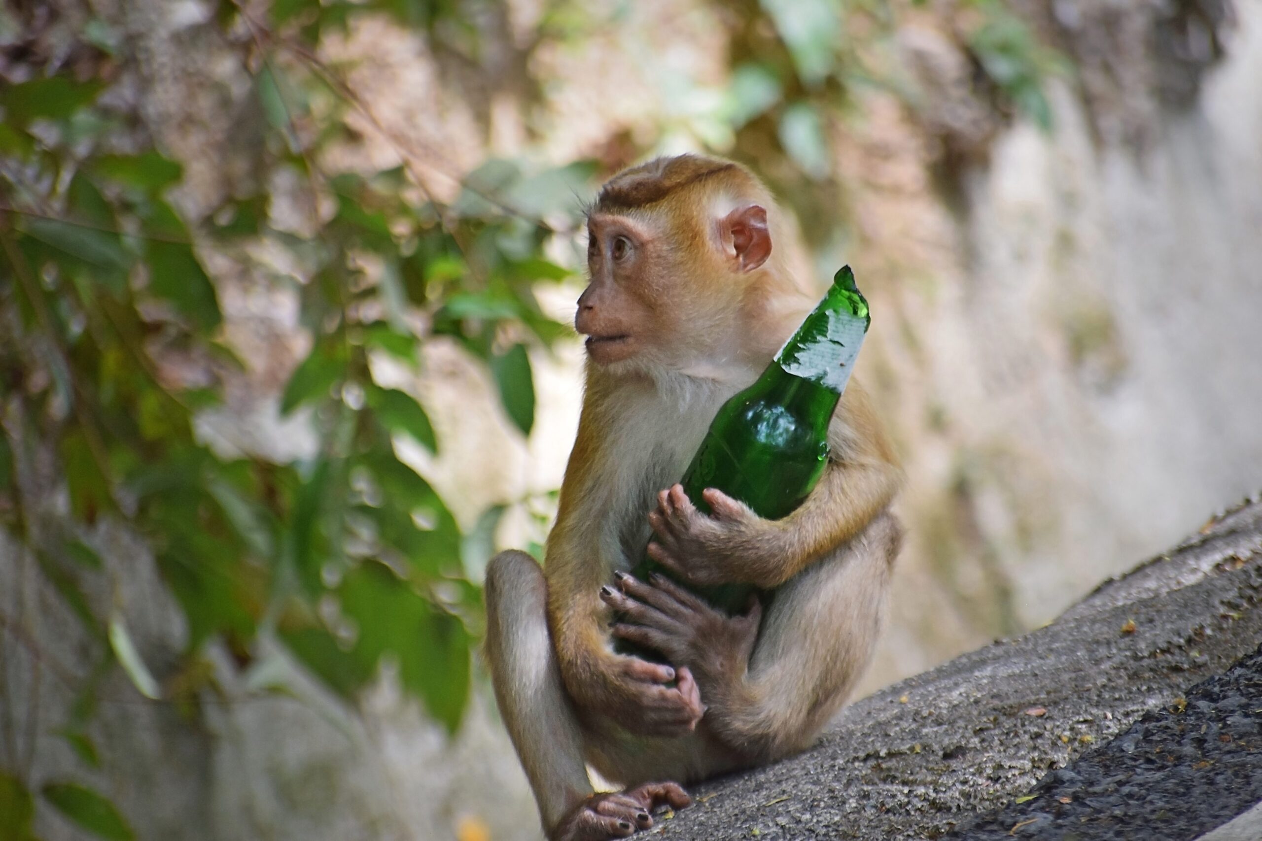 Chimpanzees consume more than one beer a day: the evolutionary roots of our bond with alcohol