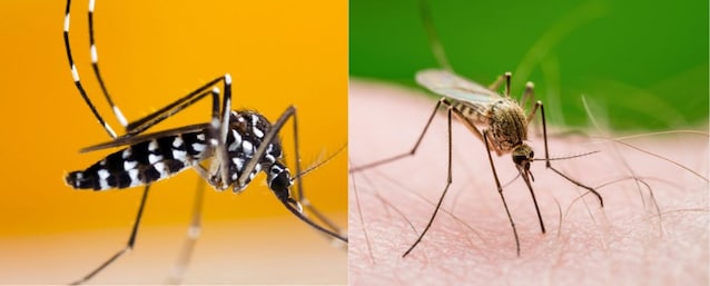 common mosquito and tiger