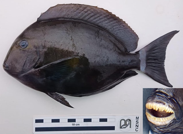 Surgeon discovered Sicily