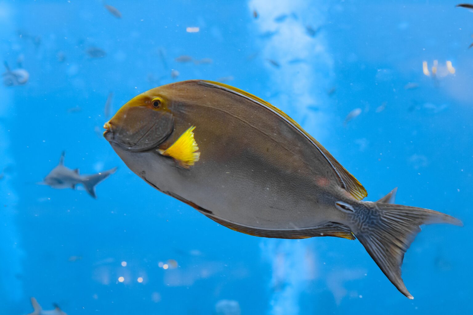The yellow pina surgeon fish, a new alien species reported in Sicily ...