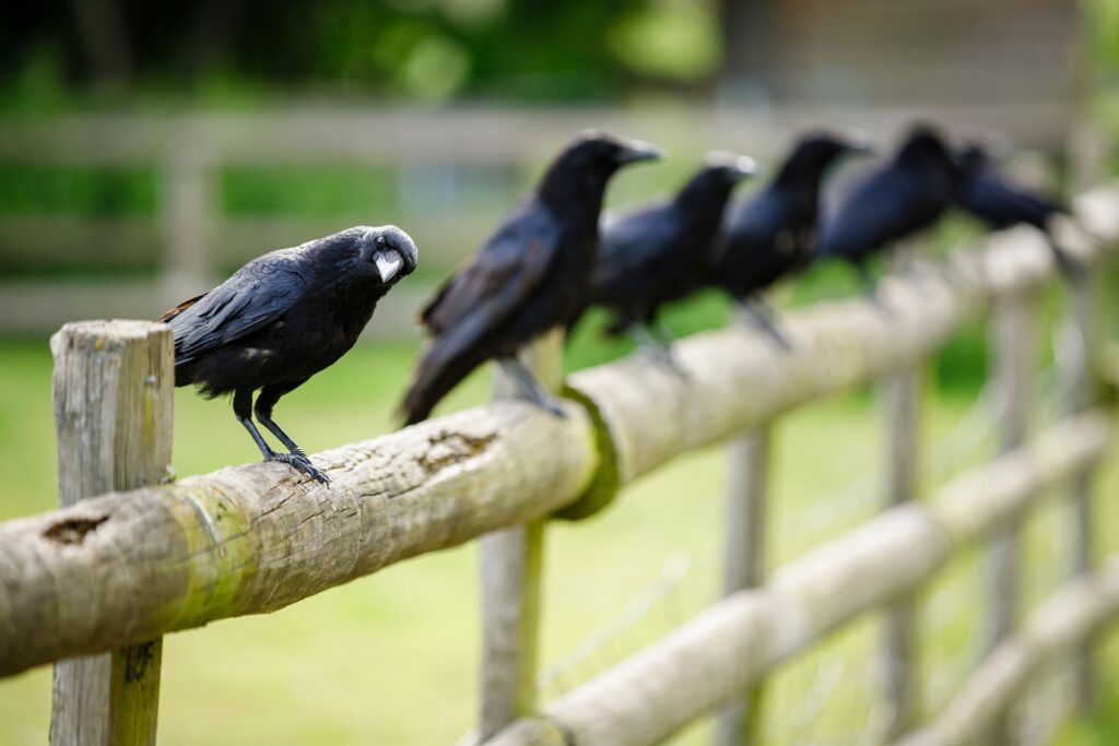 What is the difference between crow and crow: this is how to distinguish them and what corvids are present in Italy