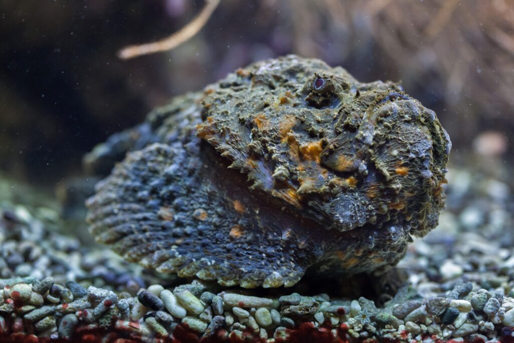 Stone fish (Stonefish) is the most poisonous in the world: where it is found and what happens if it punishes