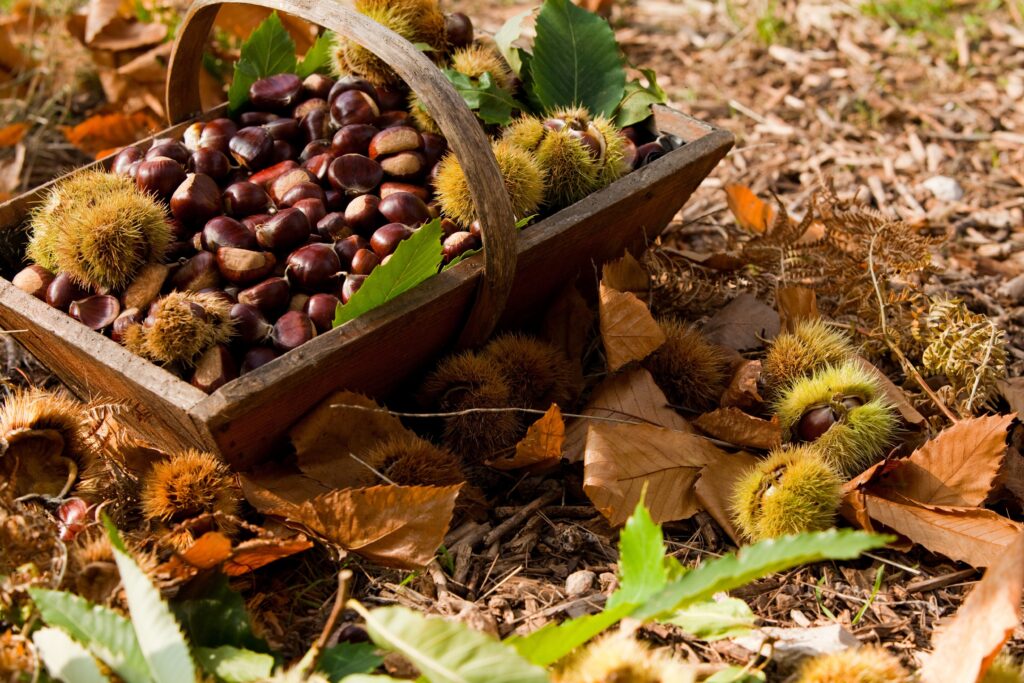 Because it is said to "remove chestnuts from the fire": the way of saying originates from a fairy tale
