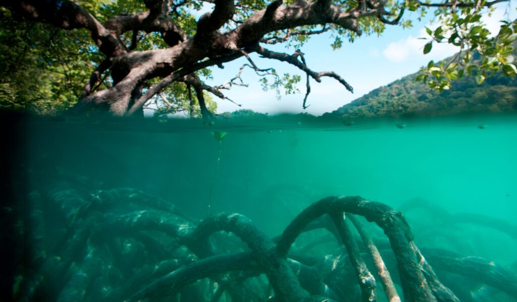 What is the Blue Carbon, where it is located and how blue carbon contrasts climate change