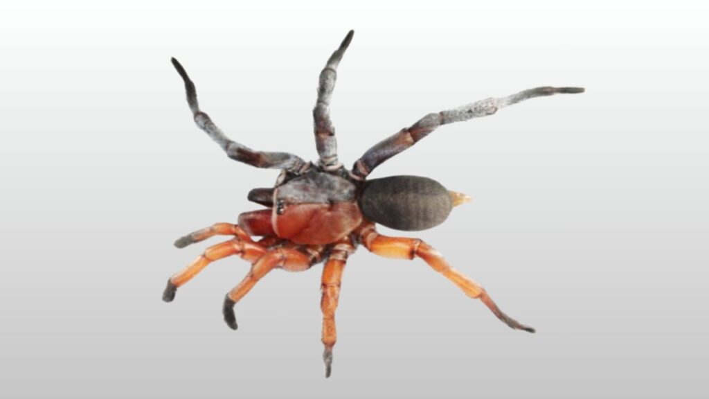 A new species of spider is discovered in Thailand: the Damarchus Inazuma is half male and half a female