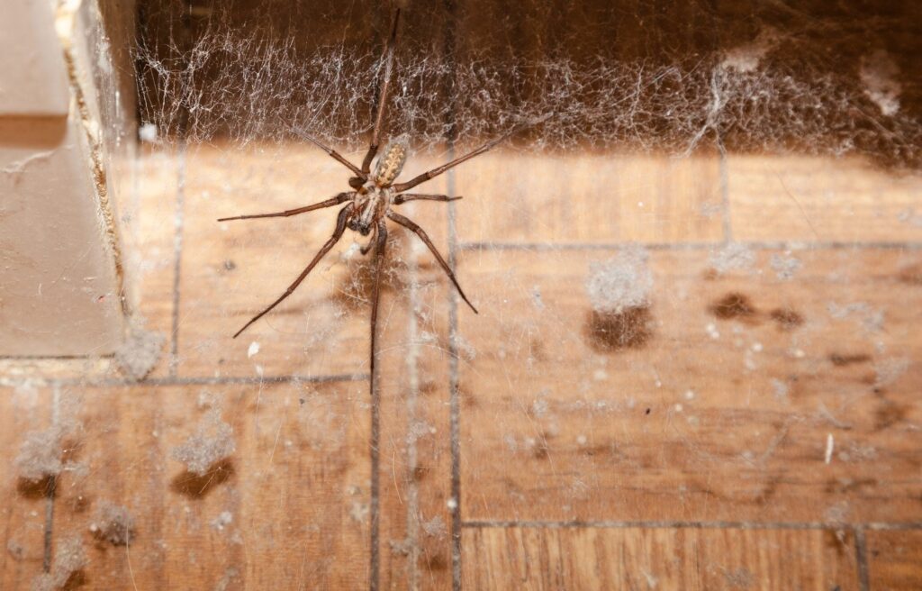 Why we find more spiders in the house in autumn and what attracts them: it is their breeding season