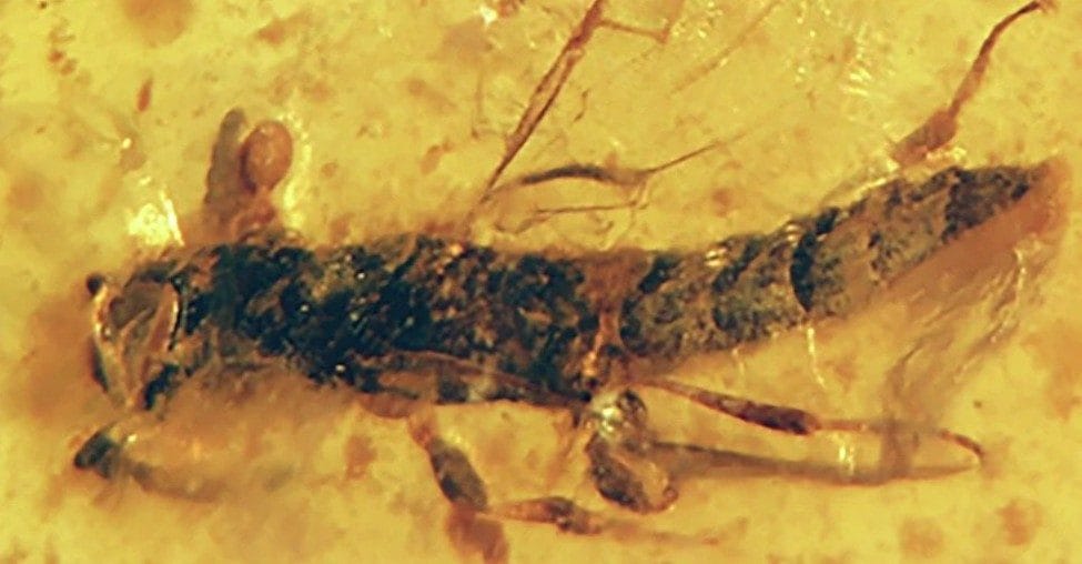 112-million-year-old amber discovered with a fossilized spiderweb inside: what it reveals