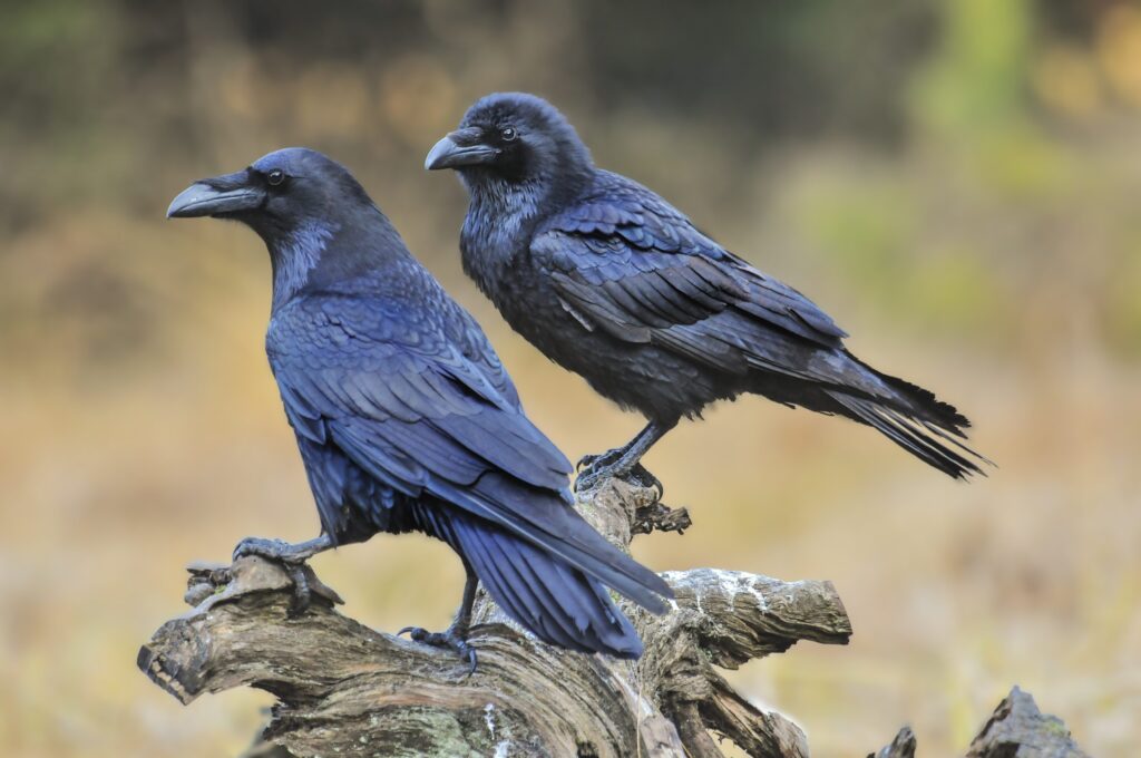 Crows hold a grudge against those who treat them badly, but they can also be very loyal: studies